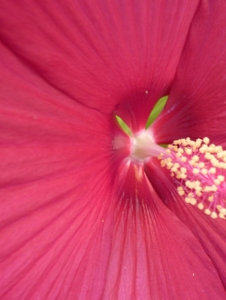 Close up large pink flower