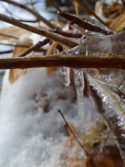 close up ice covered twig, icicle